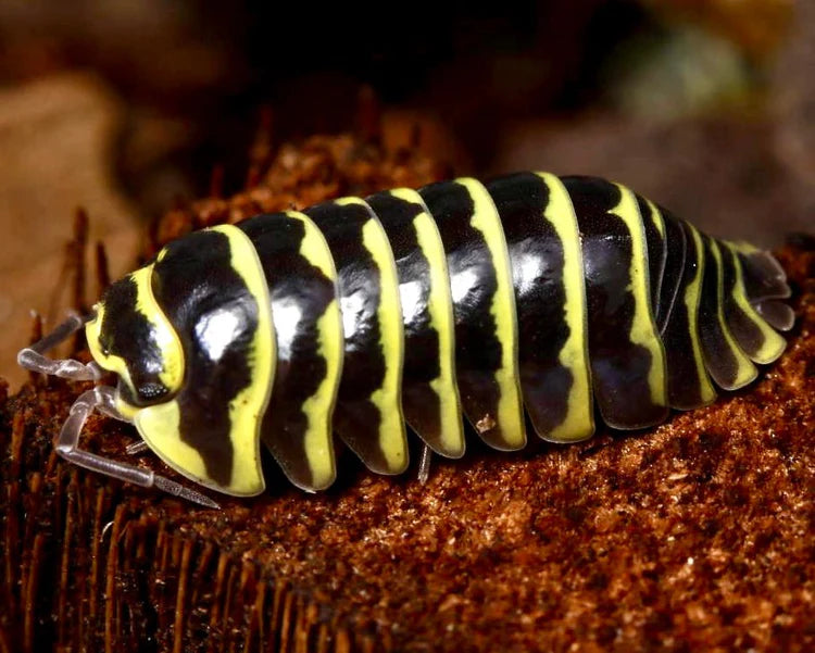 Yellow Zebra Isopods (Armadillidium Maculatum "Yellow") x10