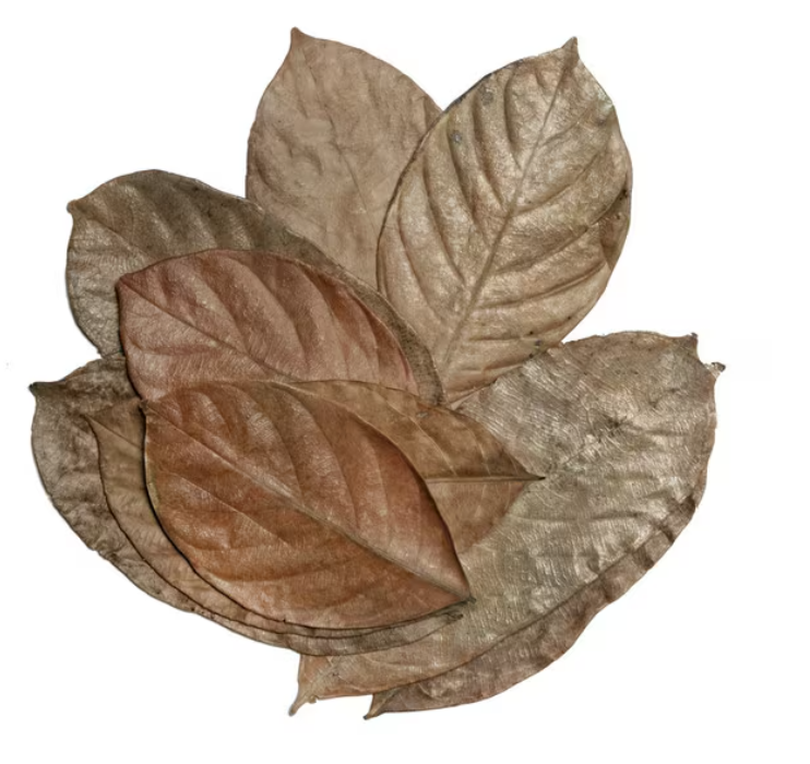 HabiStat Leaves Jackfruit x 10