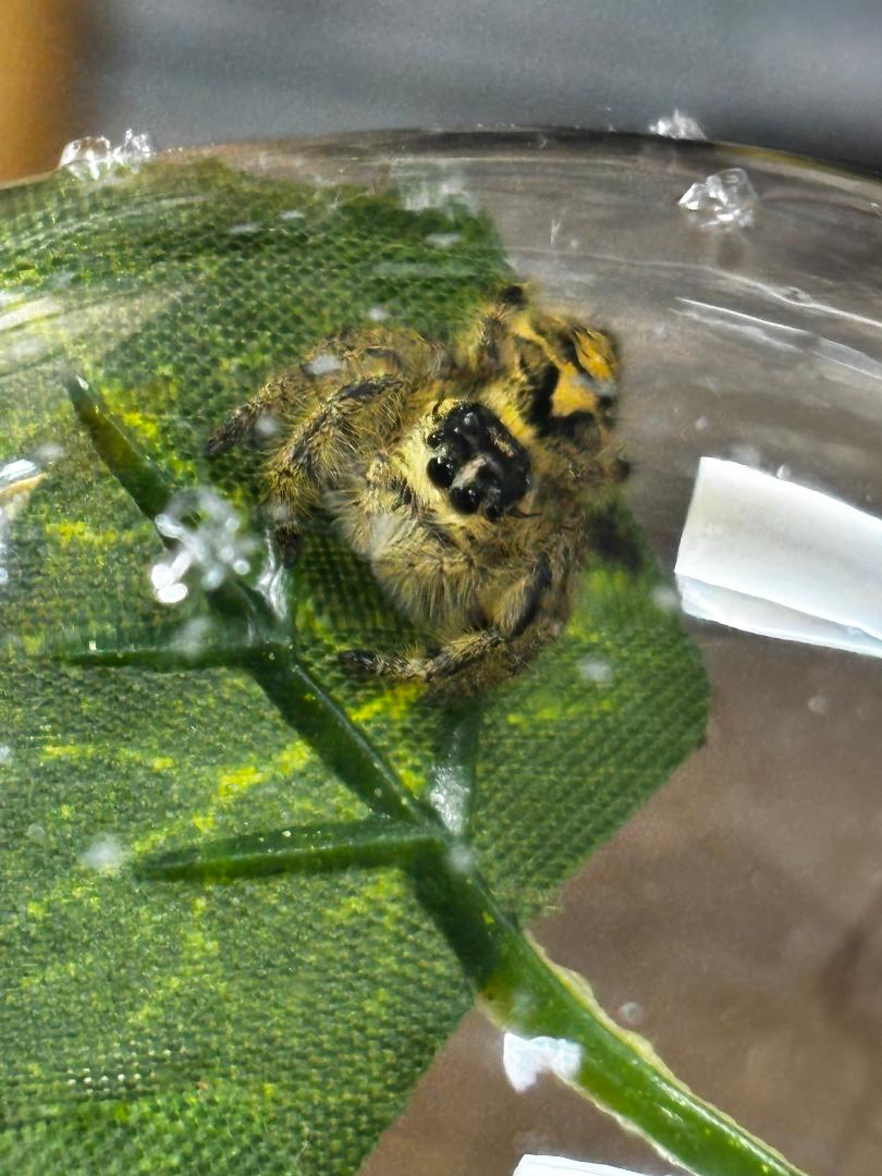 Indonesian Jumping Spider