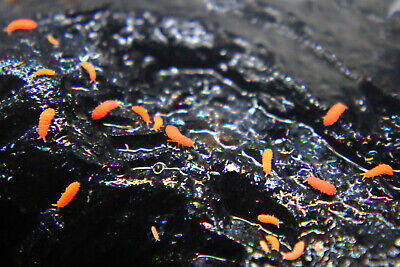 CB Spanish Orange Springtails (Protanura sp.) x Approx. 30