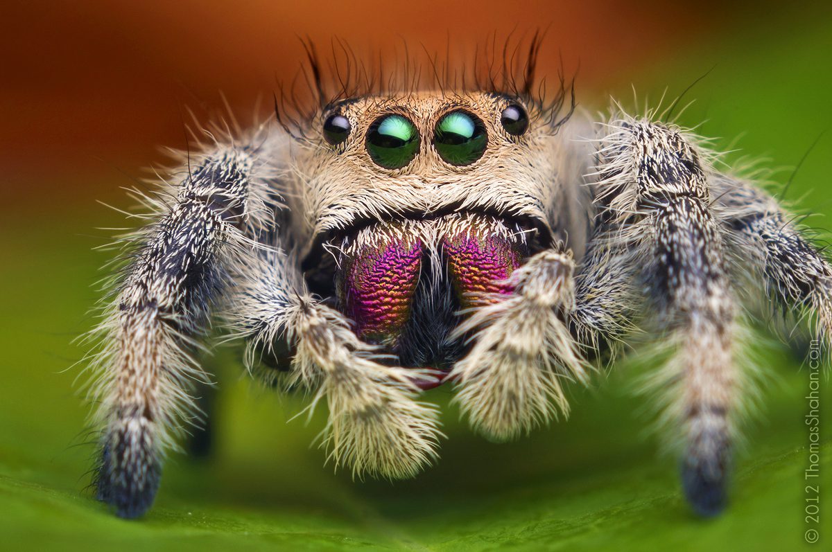 Phidippus regius Regal Jumping Spider (SA)