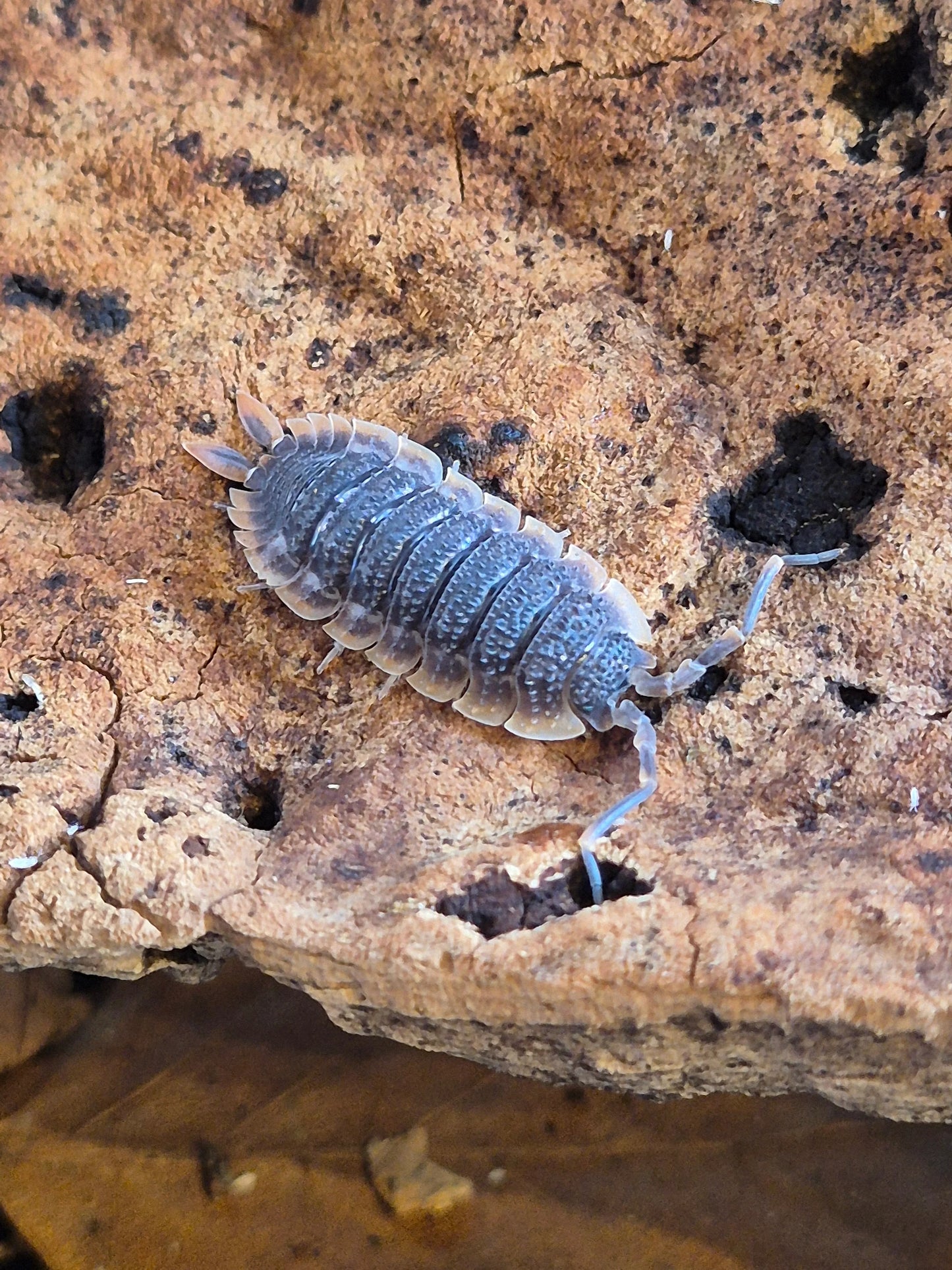 Porcellio Echinatus 'Red edge' x10