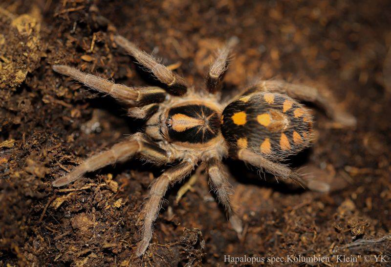 CB Hapalopus sp. "Columbia small" - Pumpkin Patch