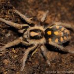 Pumpkin Patch Tarantula (1cm)