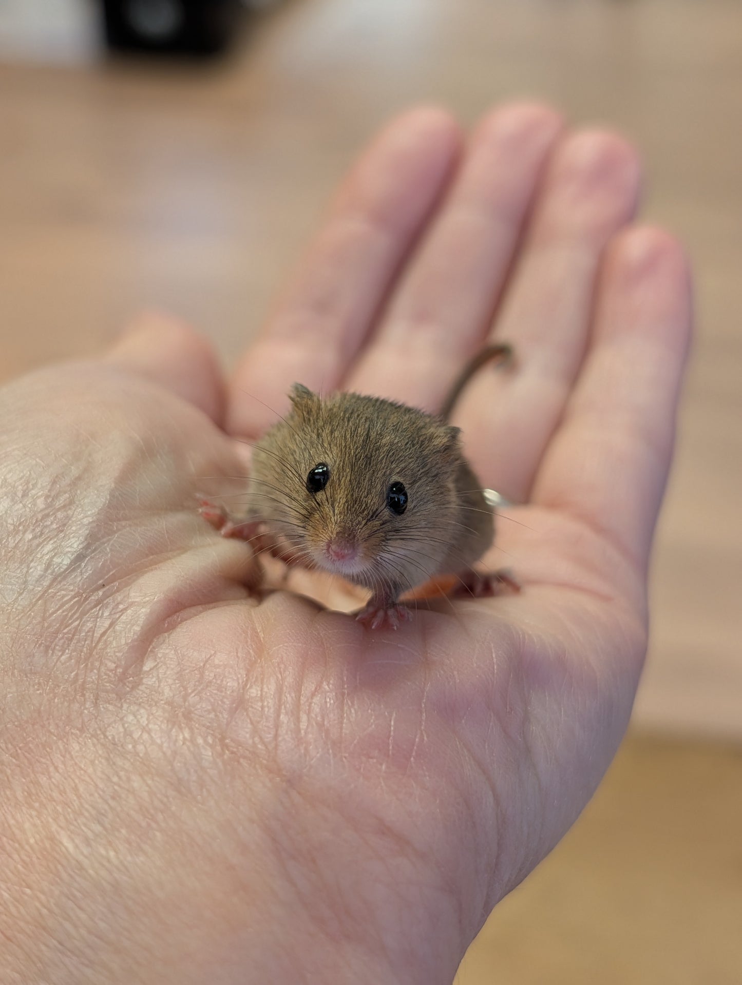 CB26 Eurasian Harvest Mice- Micromys minutus