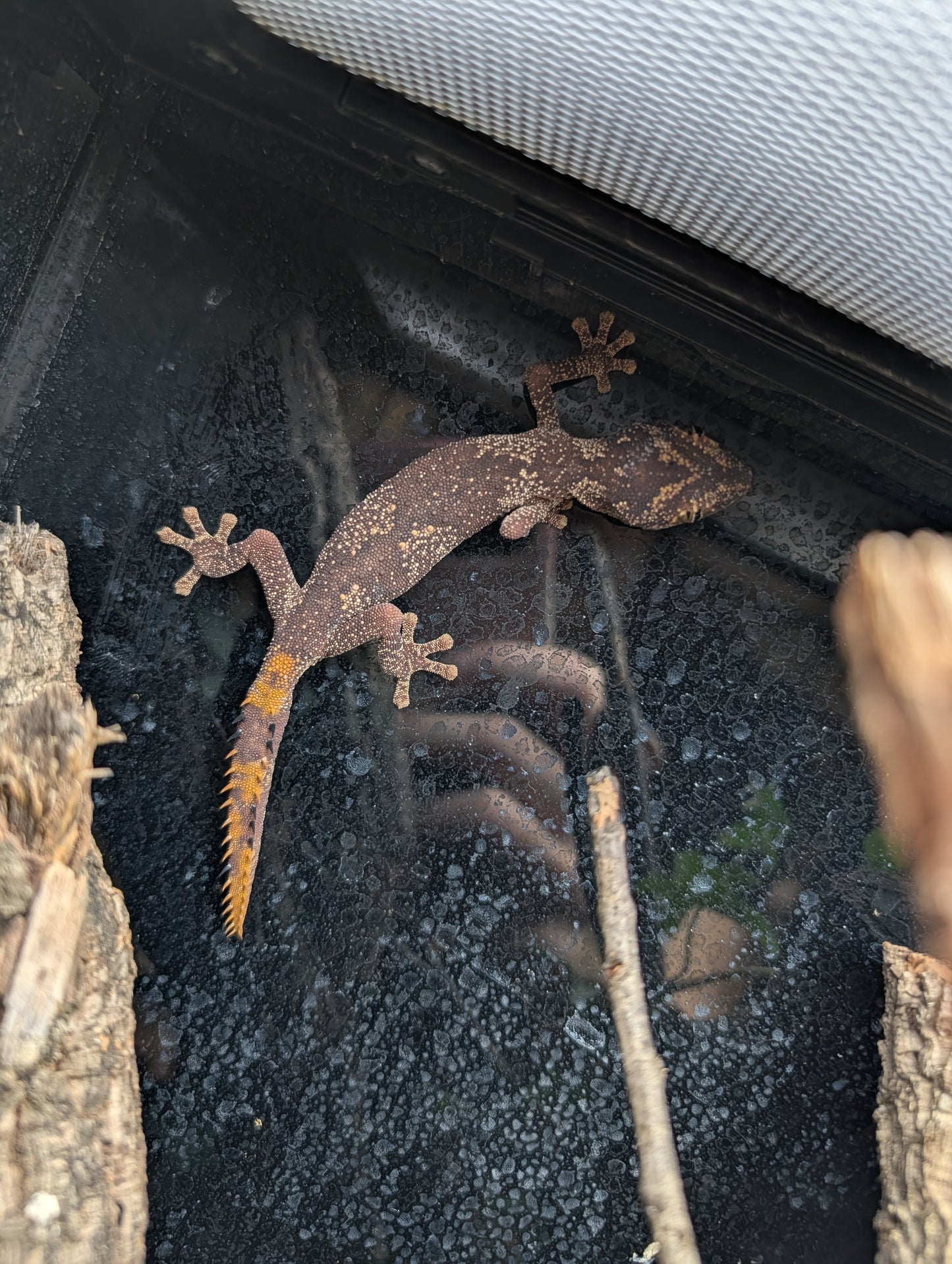CB23 Northern spiny-tailed gecko 1.1 Pair