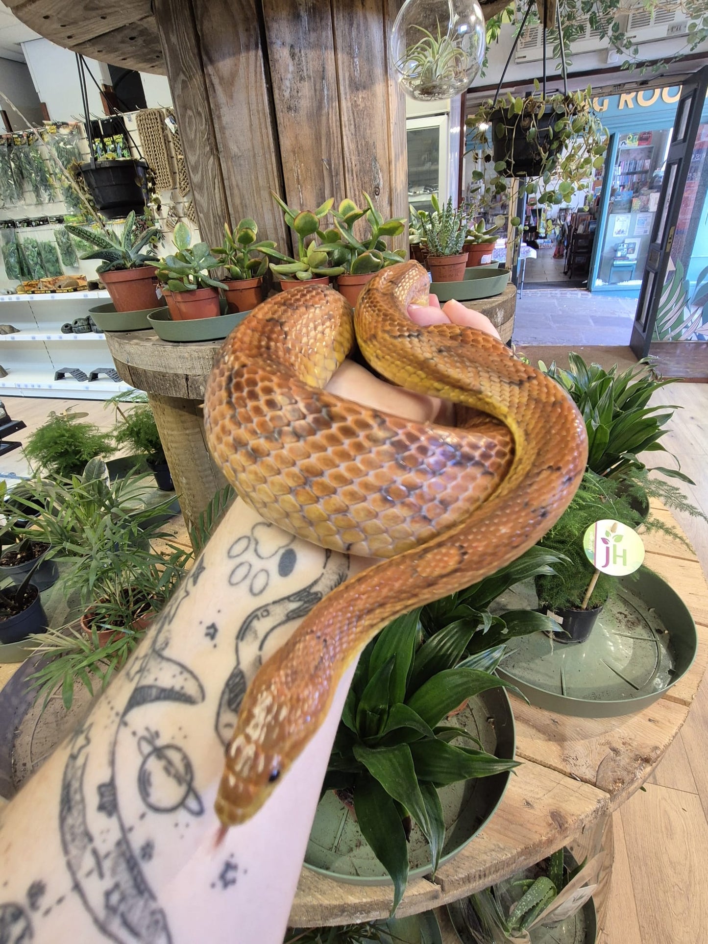 'Hash' REHOMER CB Corn Snake