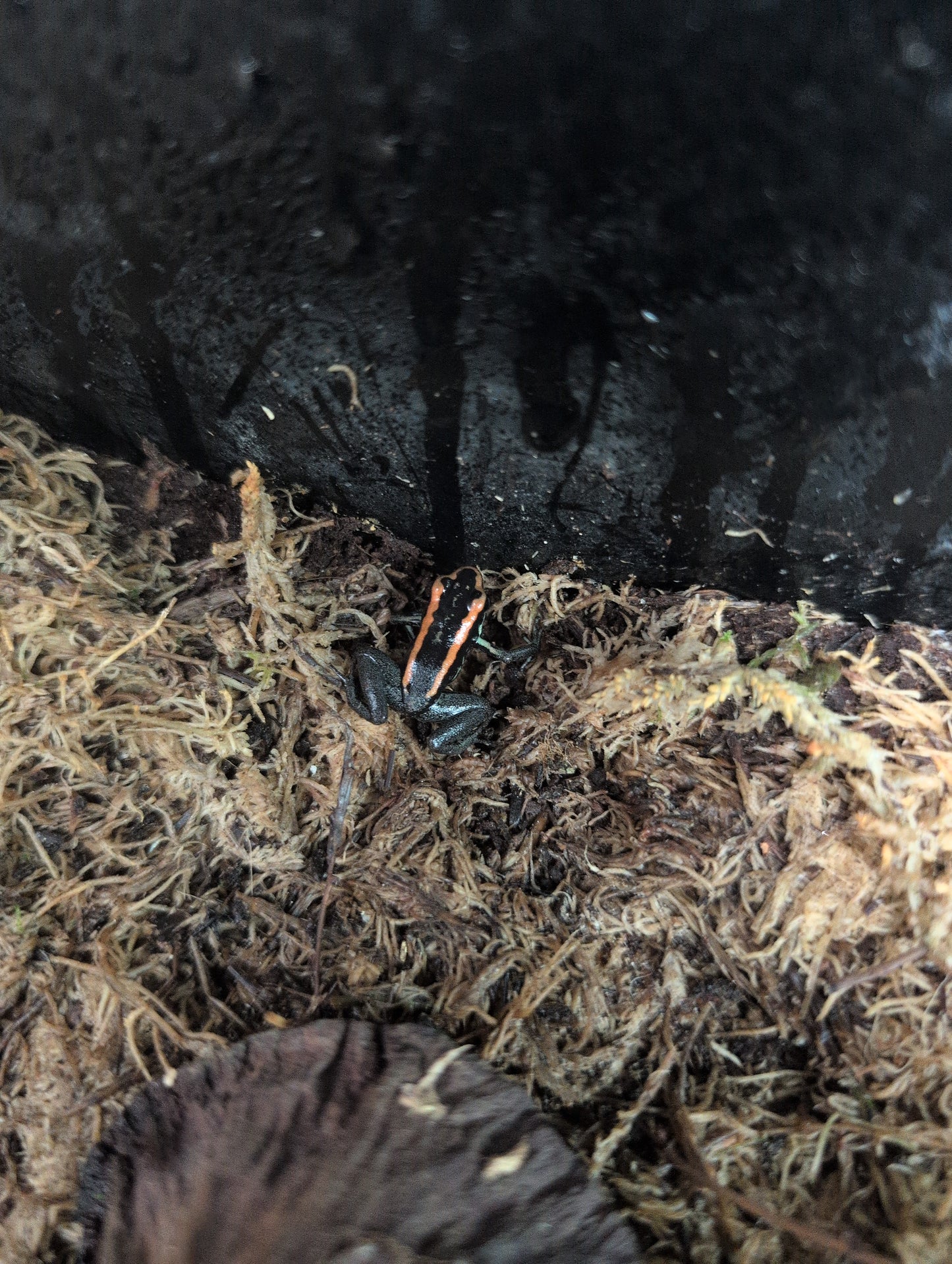 Golfodulcean Dart Frogs Phyllobate vittatus