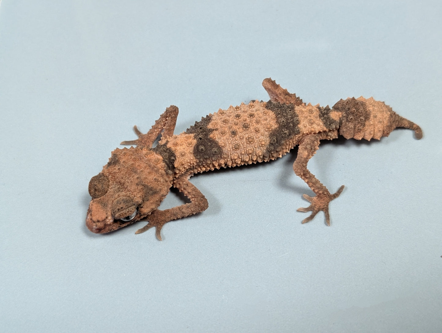 Northern Knob Tail Gecko - Nephurus cinctus