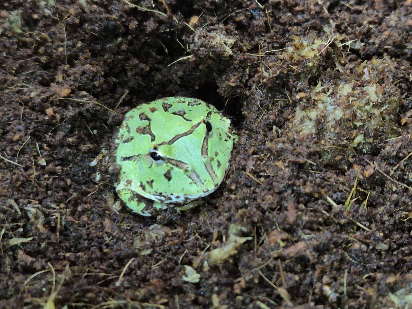 CB Fantasy Horned Frog- Ceratophrys cranwelli x ornata