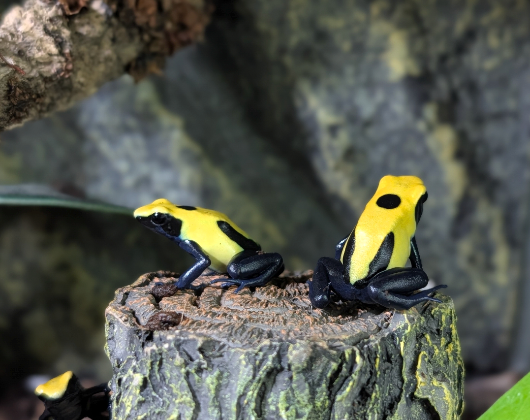 Dendrobates tinctorious "Citronella"