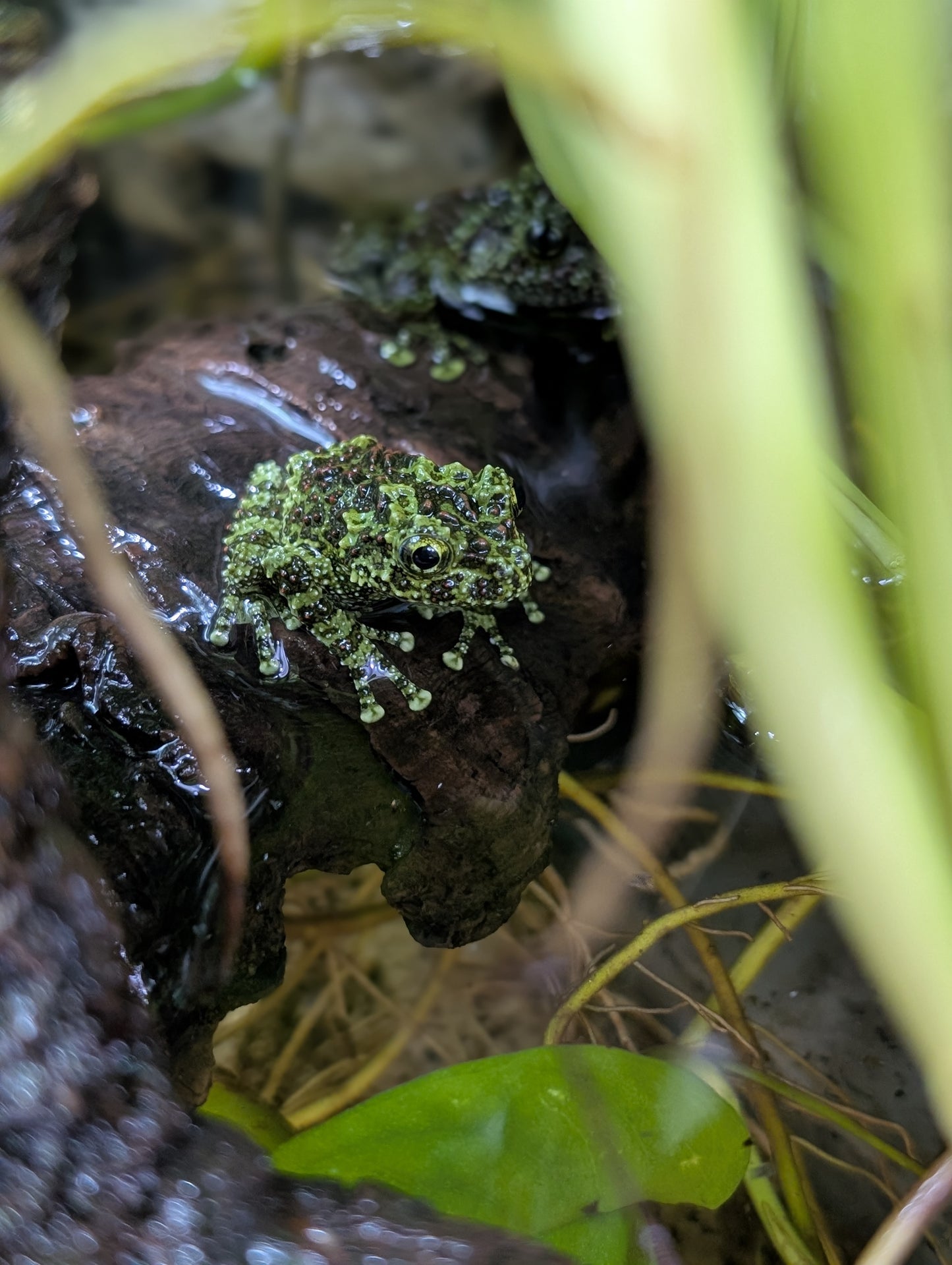 Vietnamese Mossy Frogs- Theloderma corticale
