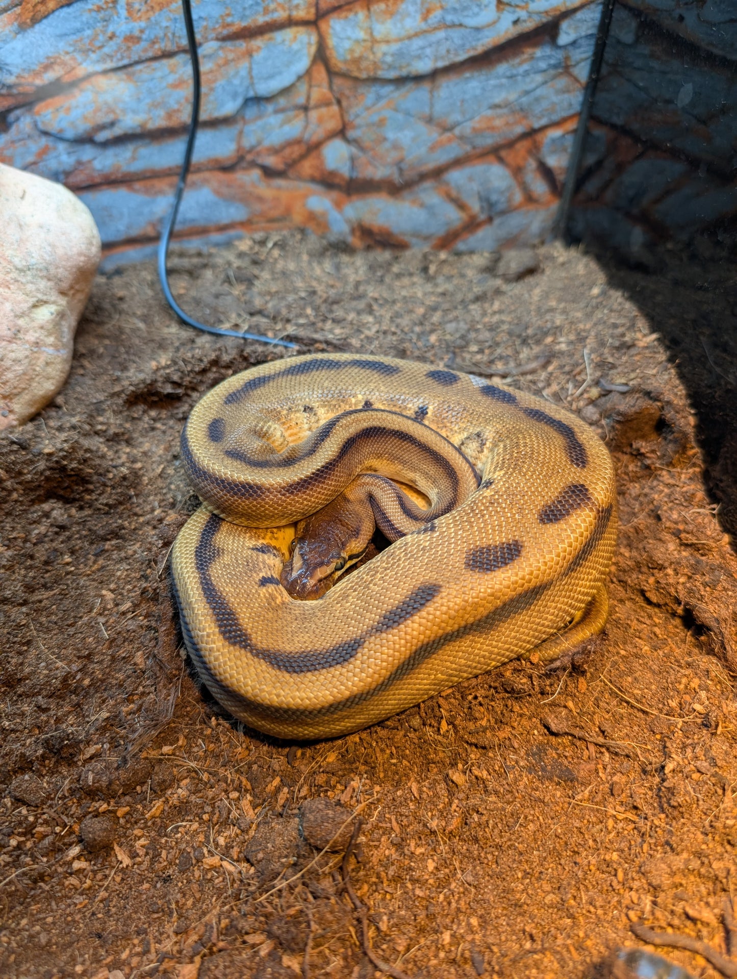 CB24 Enchi Genetic Stripe Royal Python- Python regius