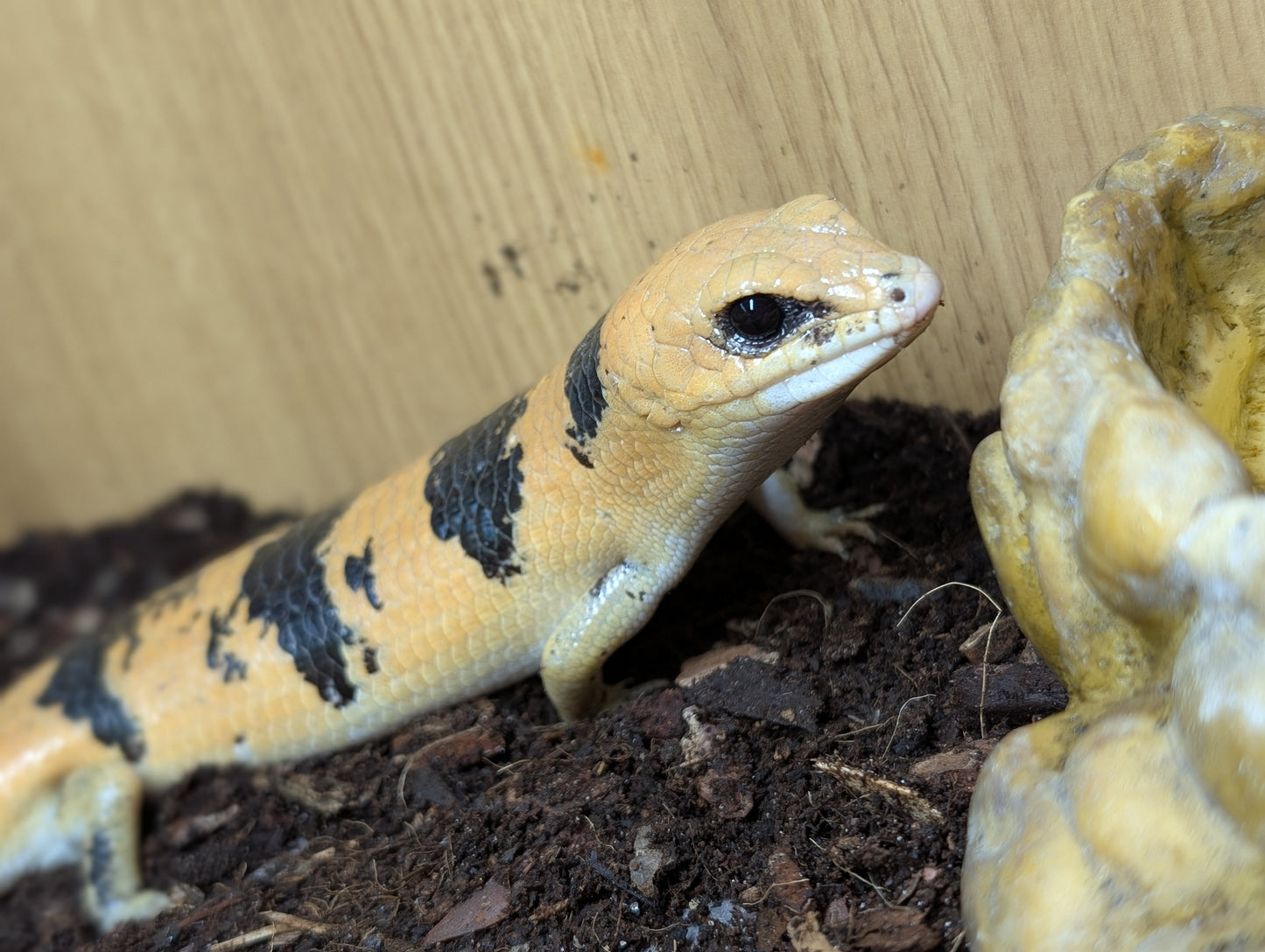 Peters Banded Skinks- Scincopus fasciatus