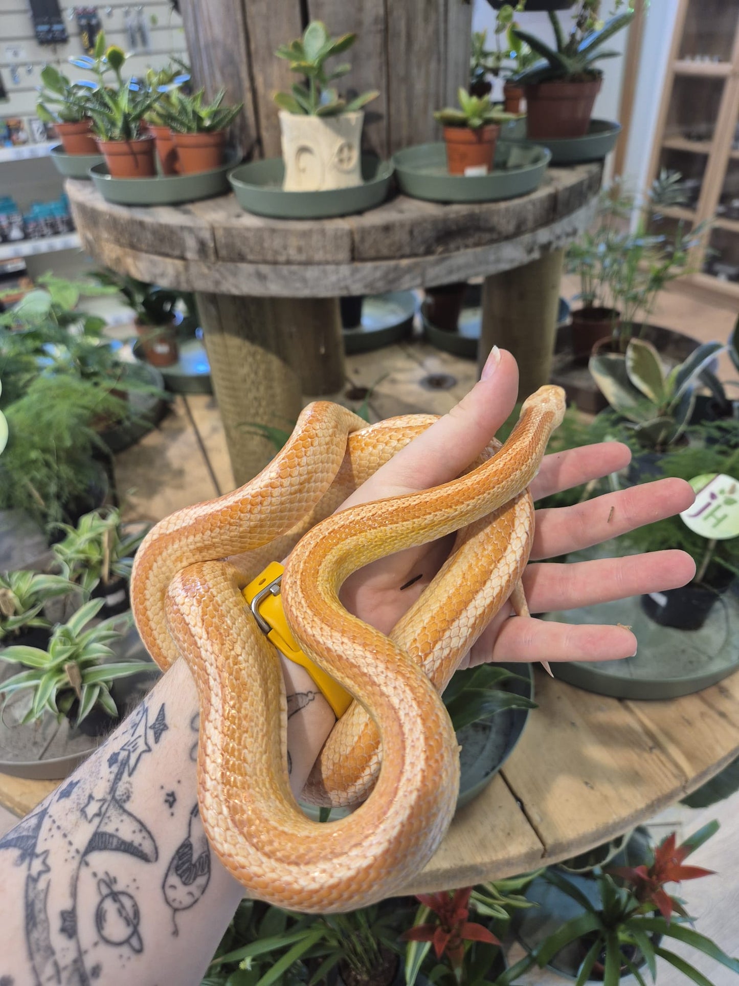 'Bean' REHOMER CB Corn Snake