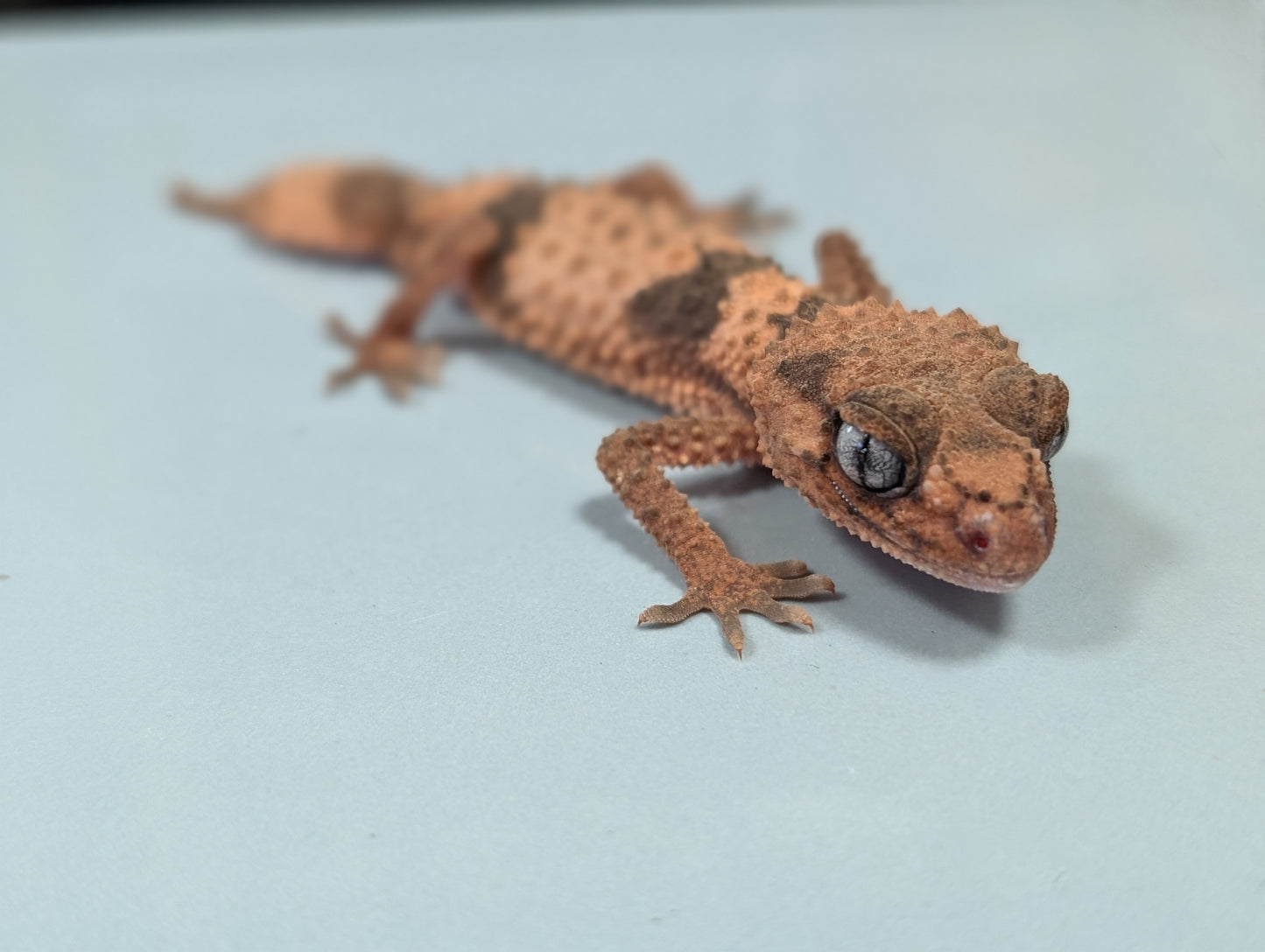 Northern Knob Tail Gecko - Nephurus cinctus