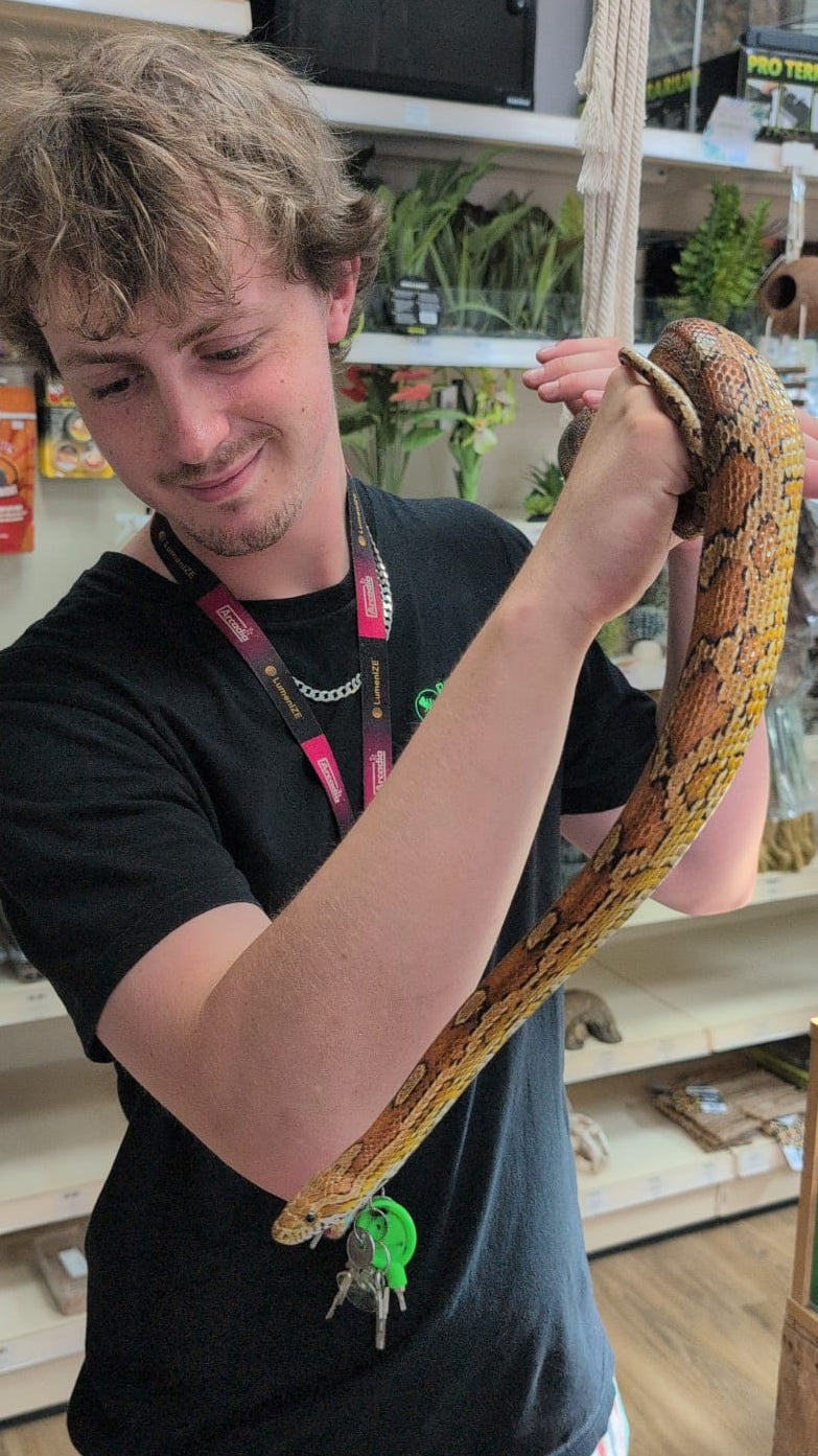 'Mushroom' REHOMER CB Corn Snake