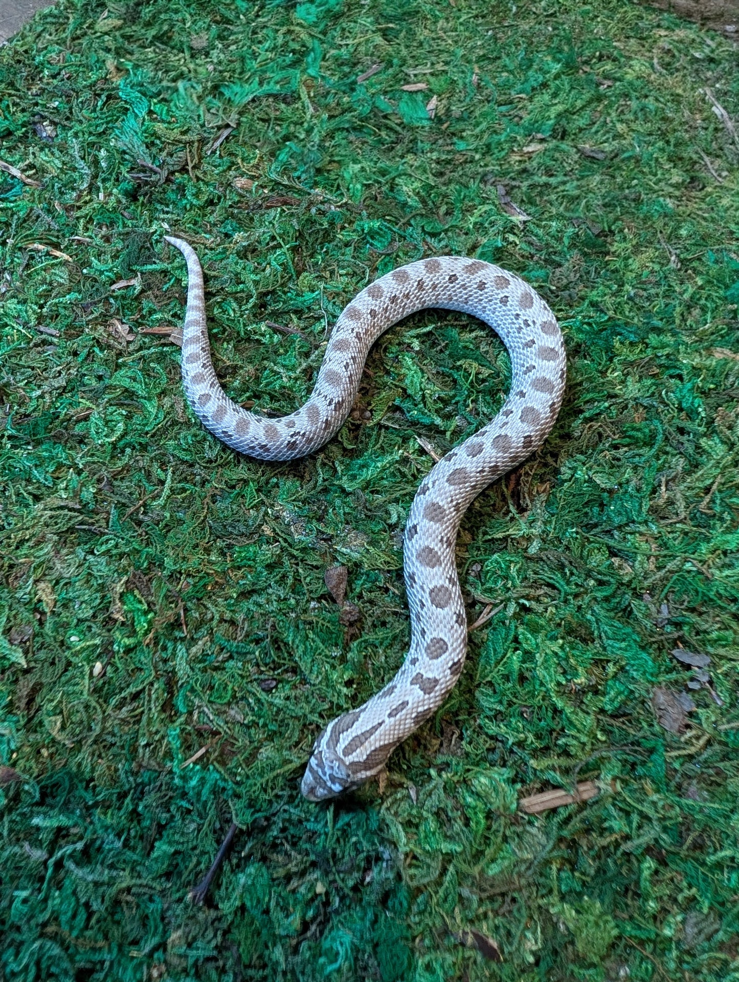 Western Hognose Axanthic Conda 66% het Albino- Heterodon nasicus (MALE)