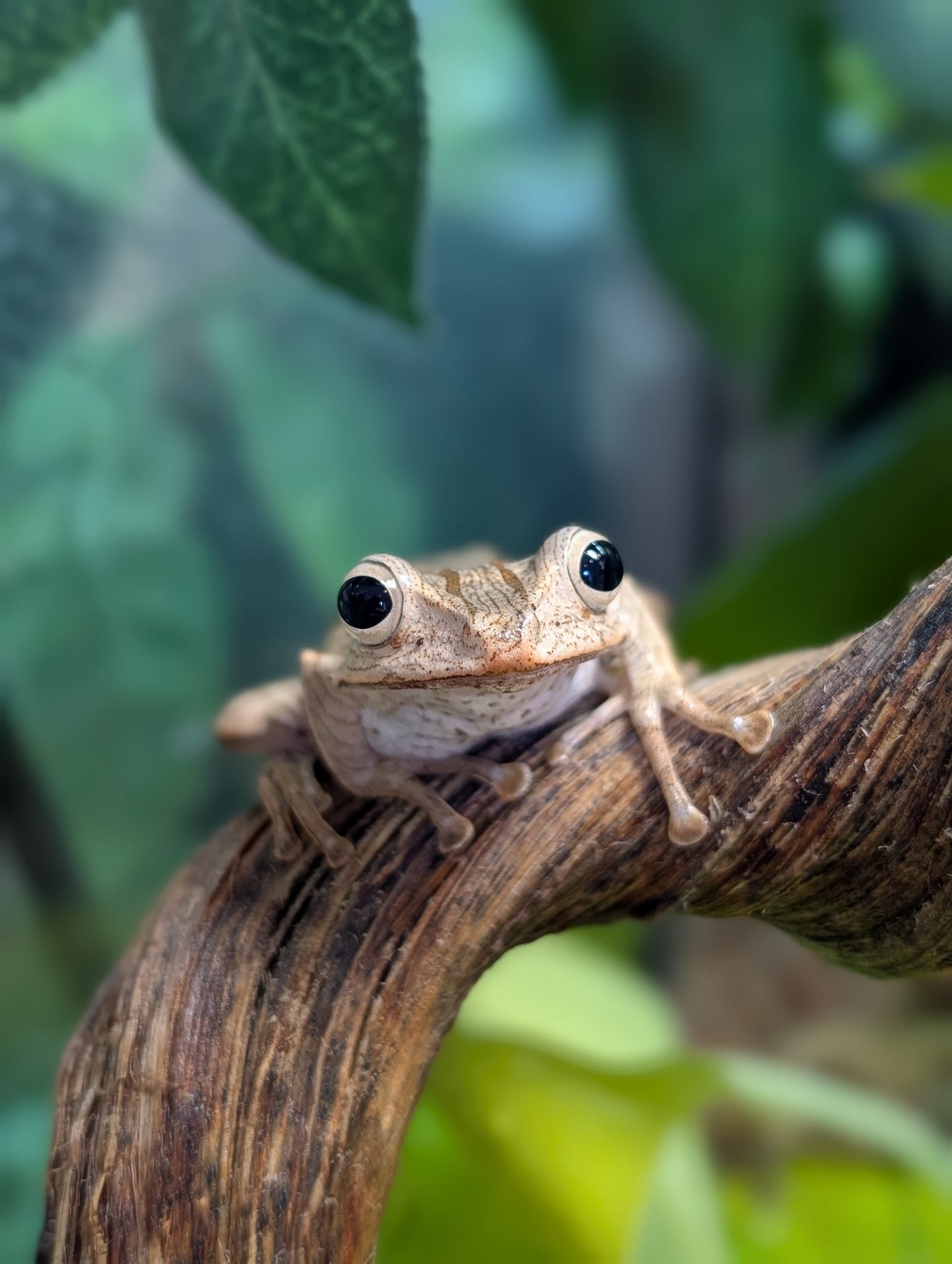 File Eared Tree Frog