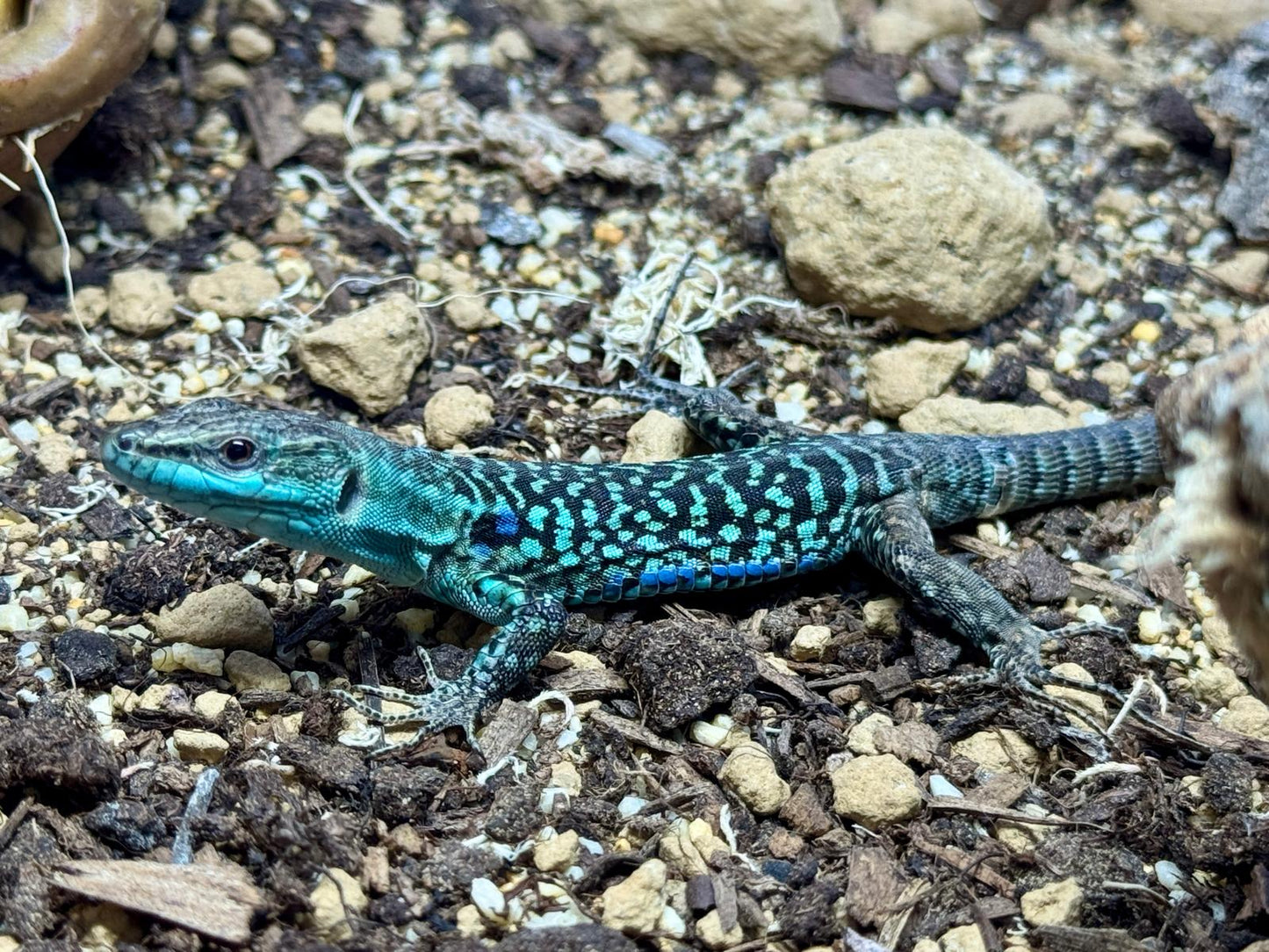 CB24 Male Italian Wall Lizard - Podarcis siculus paulae x Podarcis siculus siculus