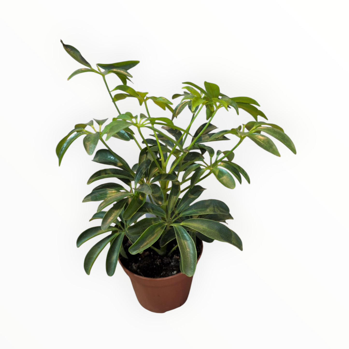 Live plant. Schefflera arboricola (Medium)