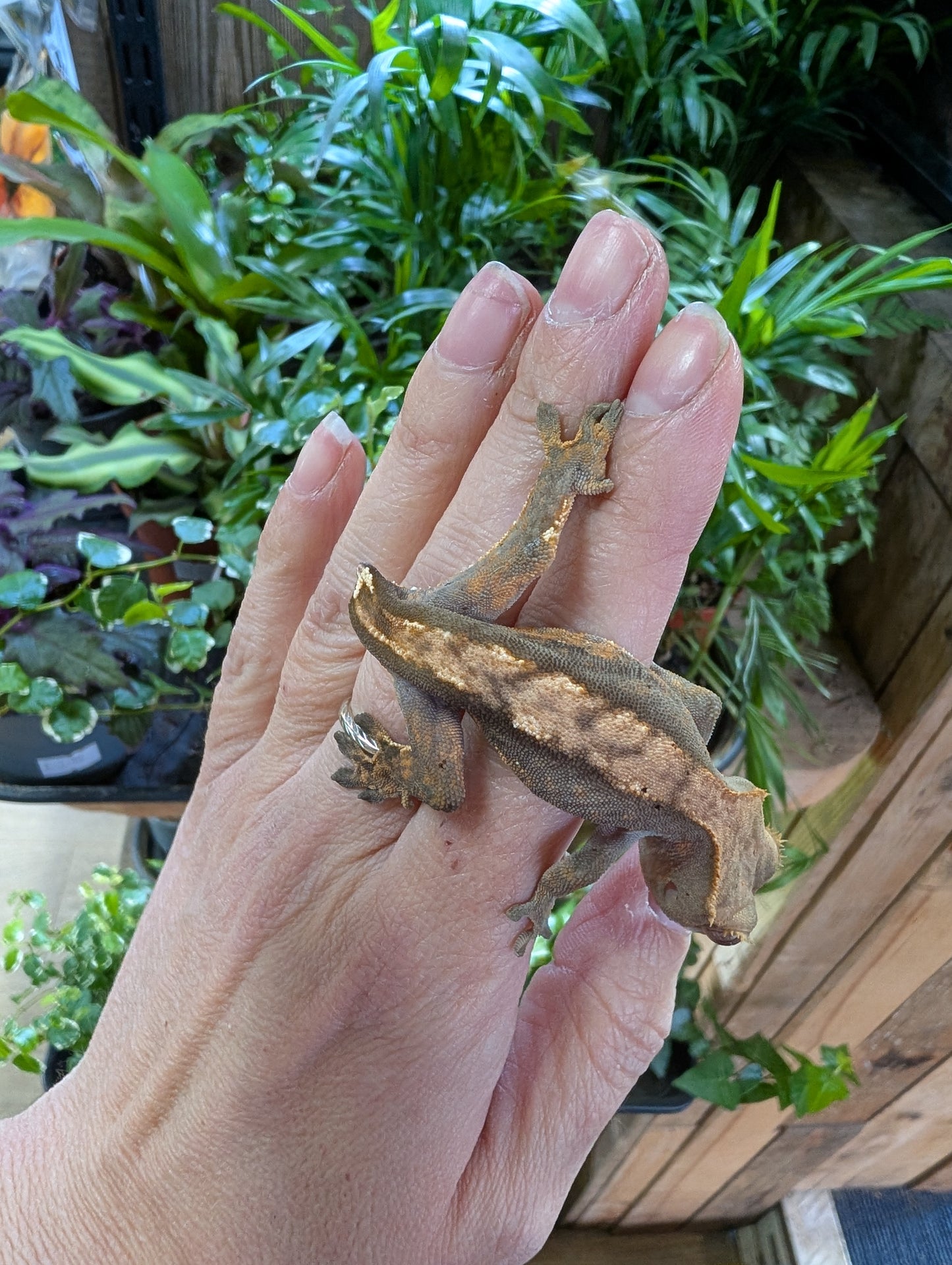 Rehomer CB25 Crested Gecko