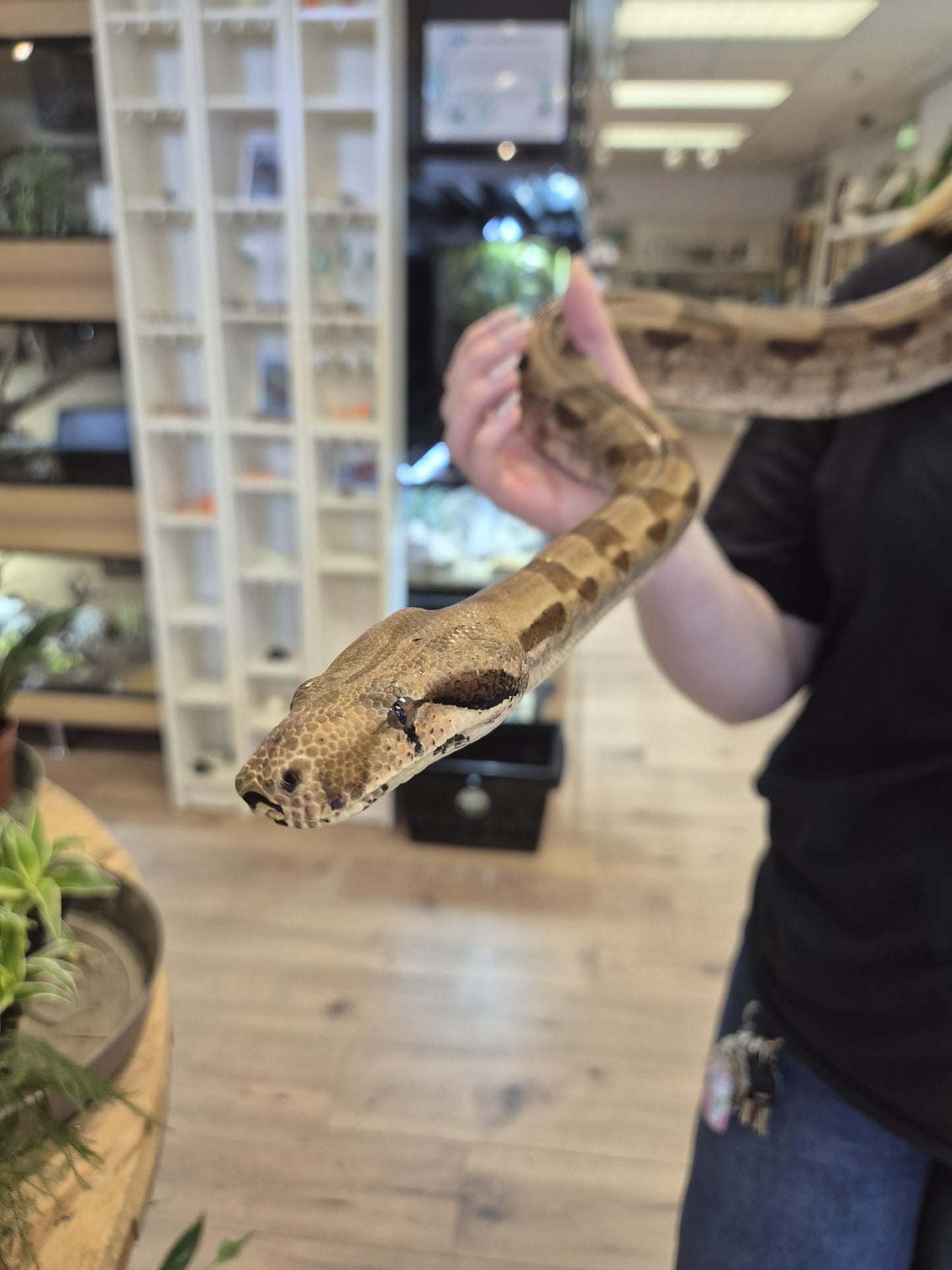 'Zoe' REHOMER CB Boa Constrictor (Female)