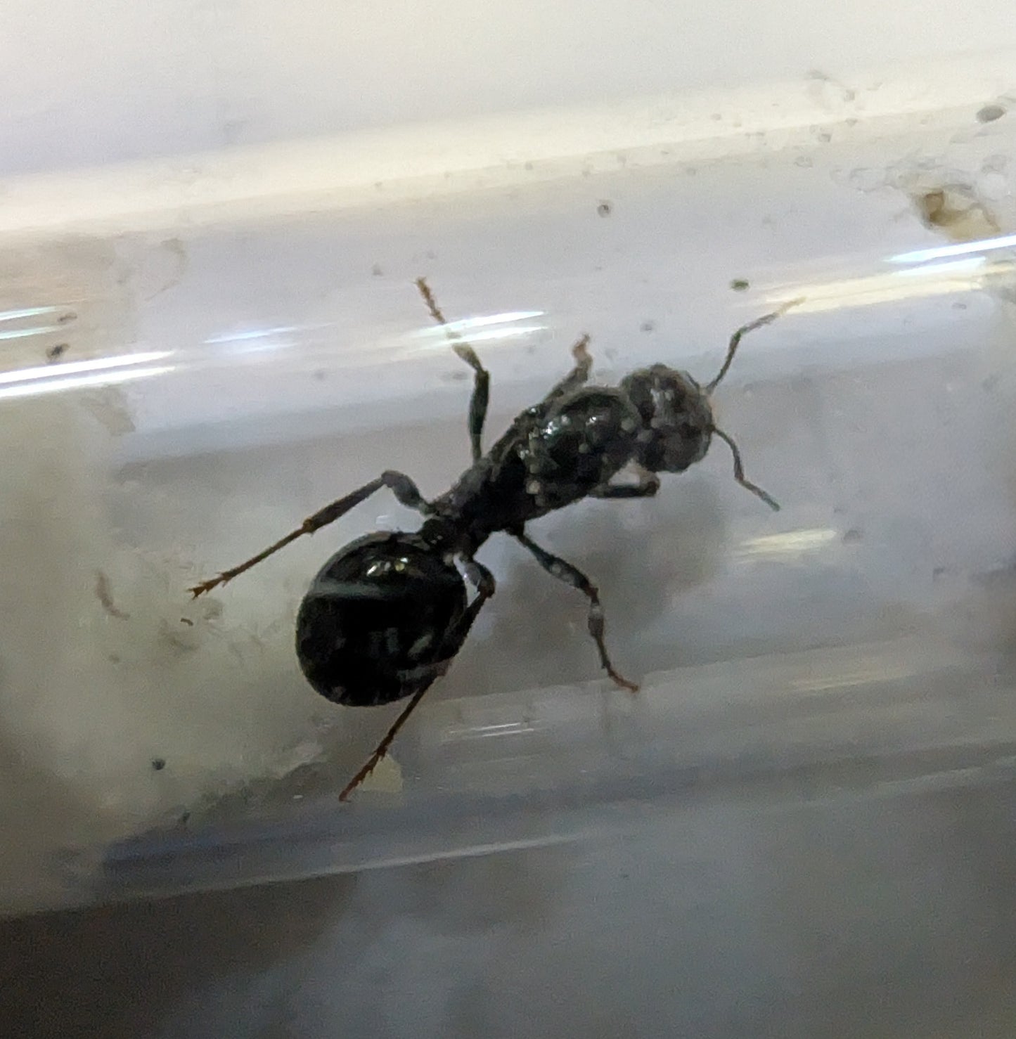 European Harvester Ants Messor Barbarus