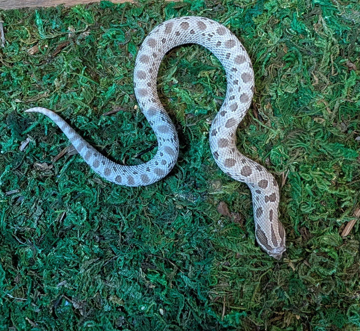 Western Hognose Axanthic Conda 66% het Albino- Heterodon nasicus (MALE)