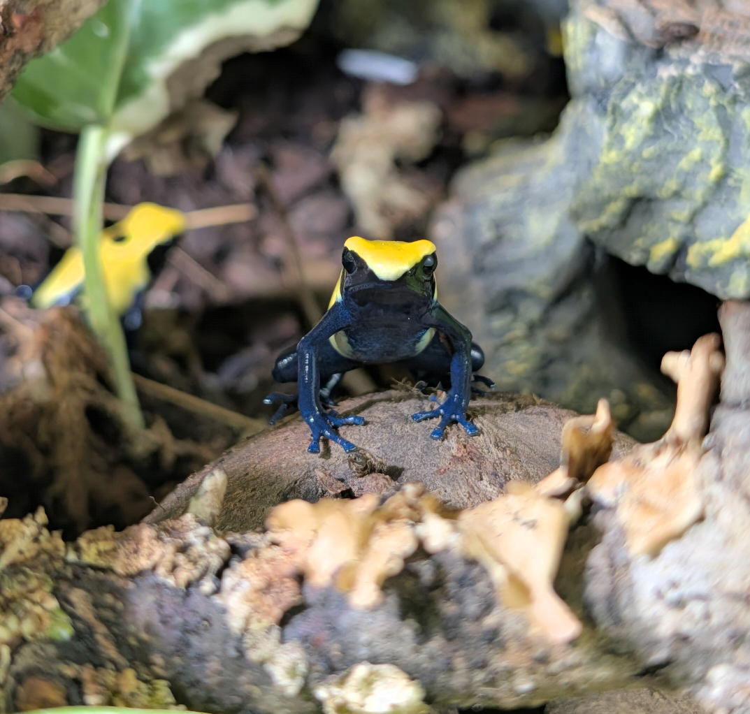 Dendrobates tinctorious "Citronella"