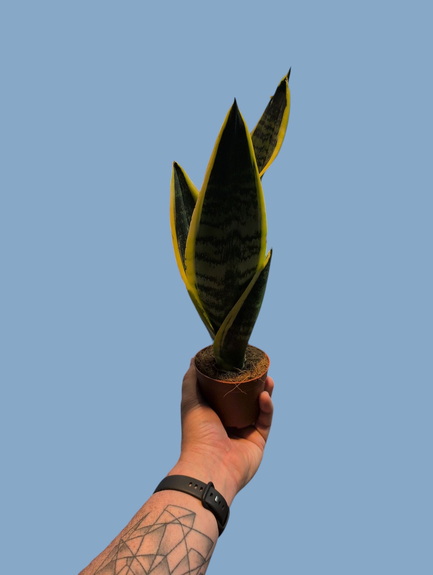 Snake Plant- Sanseveria Tri Futura Superba