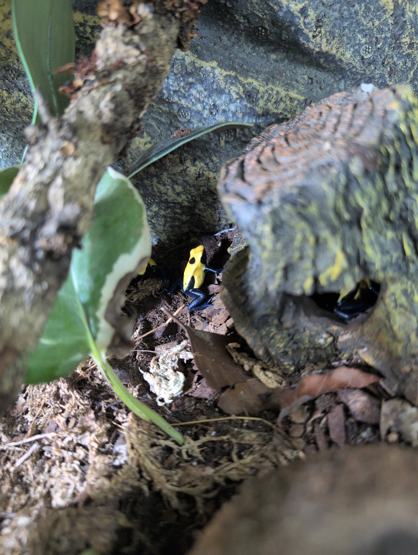 Dendrobates tinctorious "Citronella"