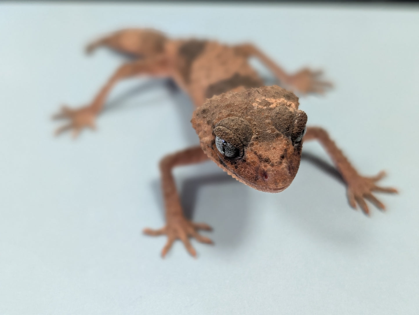 Northern Knob Tail Gecko - Nephurus cinctus