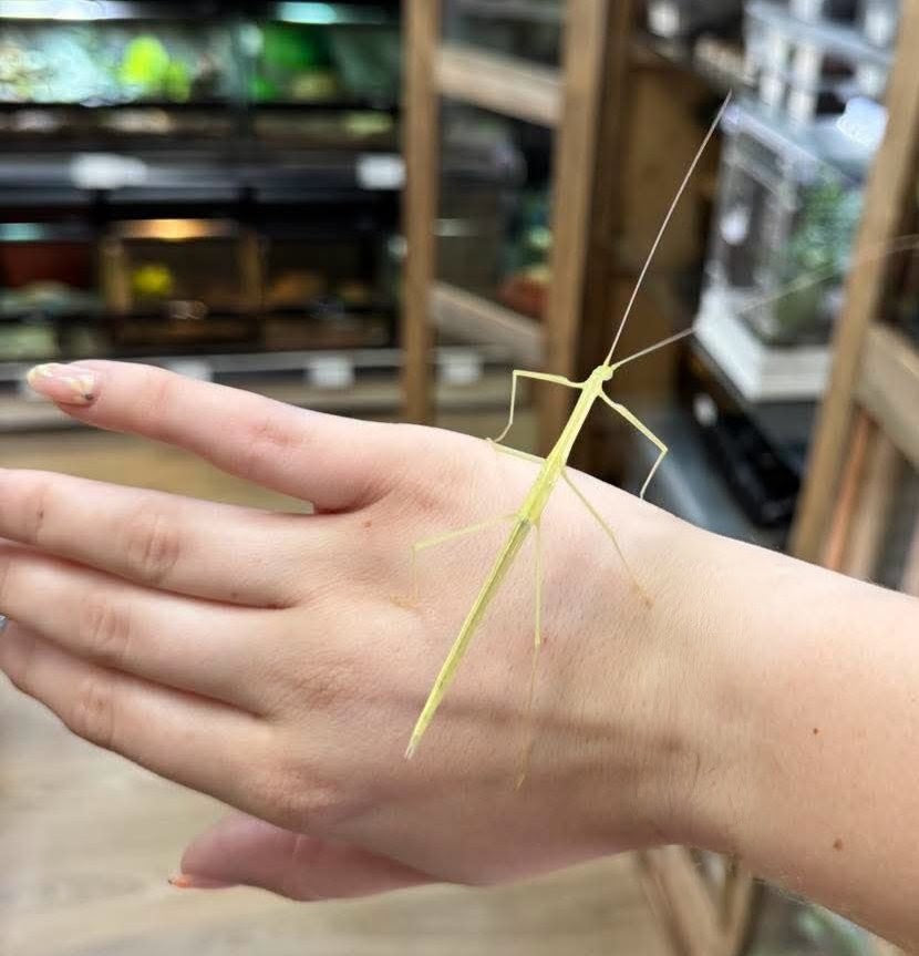 Pink Winged Stick Insect (Sipyloidea sipylus)