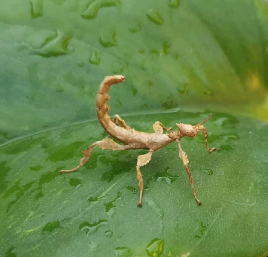 Macleays Spectre Stick Insect (Extatosoma tiaratum - psg9)