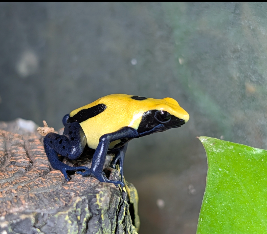 Dendrobates tinctorious "Citronella"