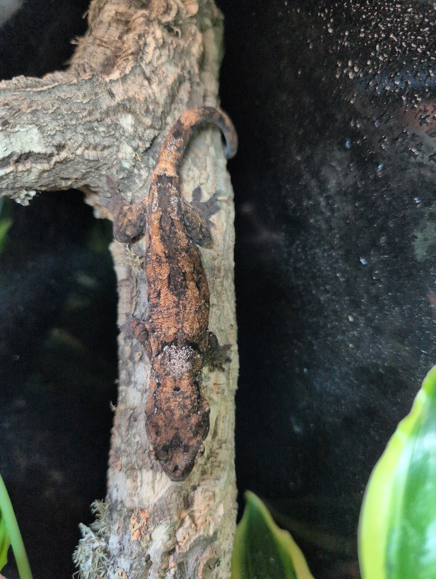 CB25 Mainland Mossy Gecko- Mniarogekko chahoua