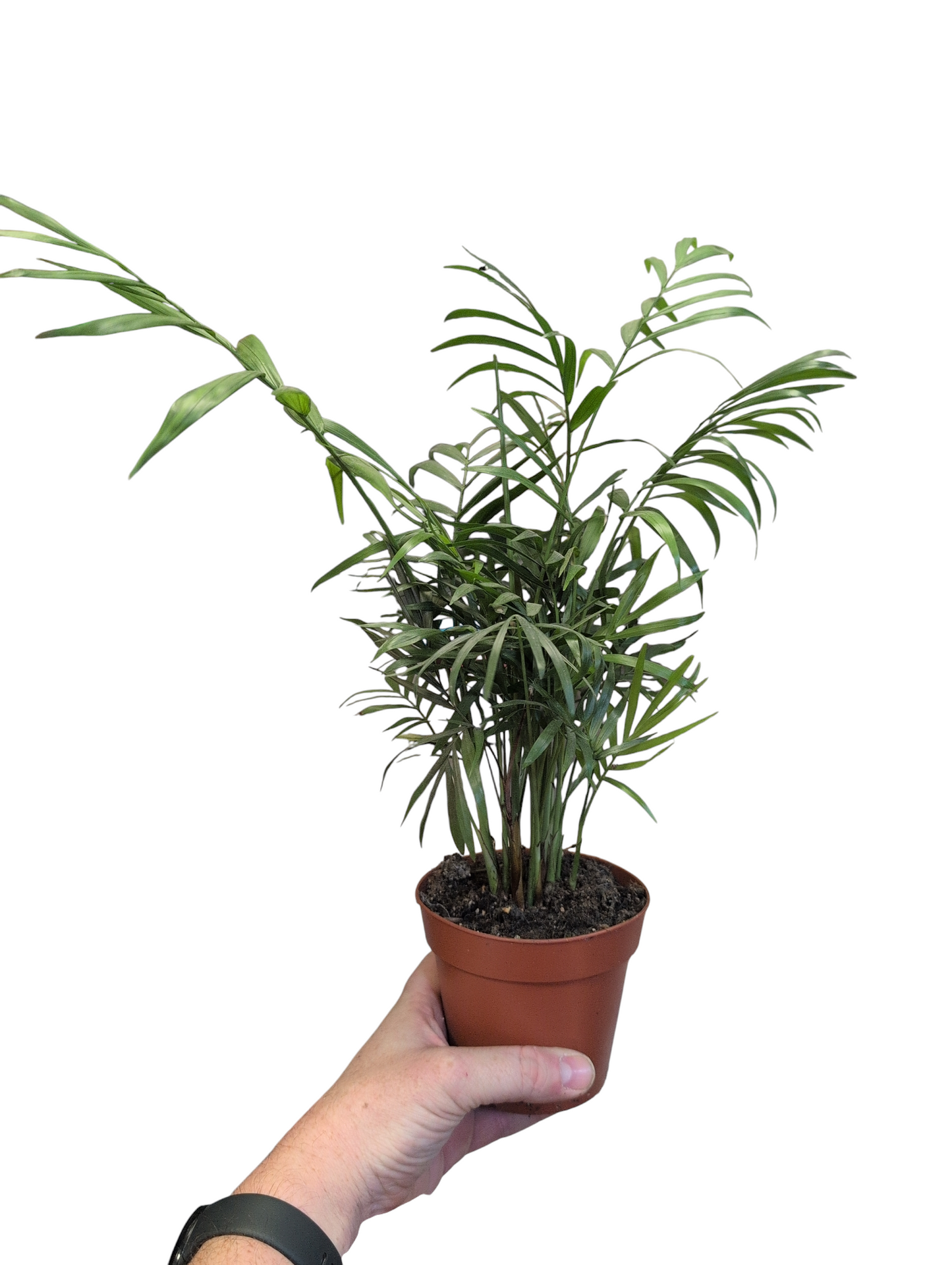 Parlour Palm- Chamaedora elegans