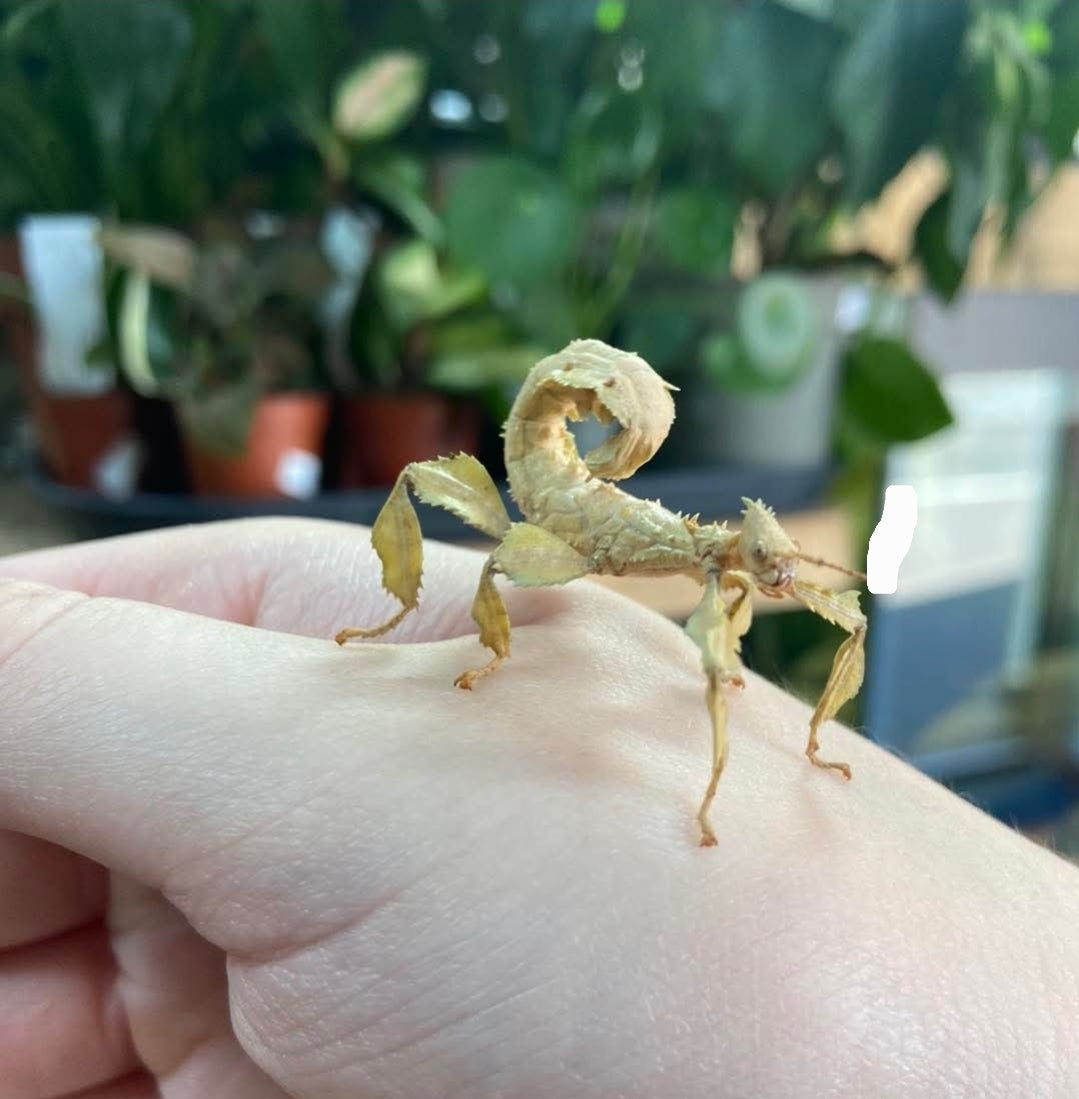 Macleays Spectre Stick Insect (Extatosoma tiaratum - psg9)