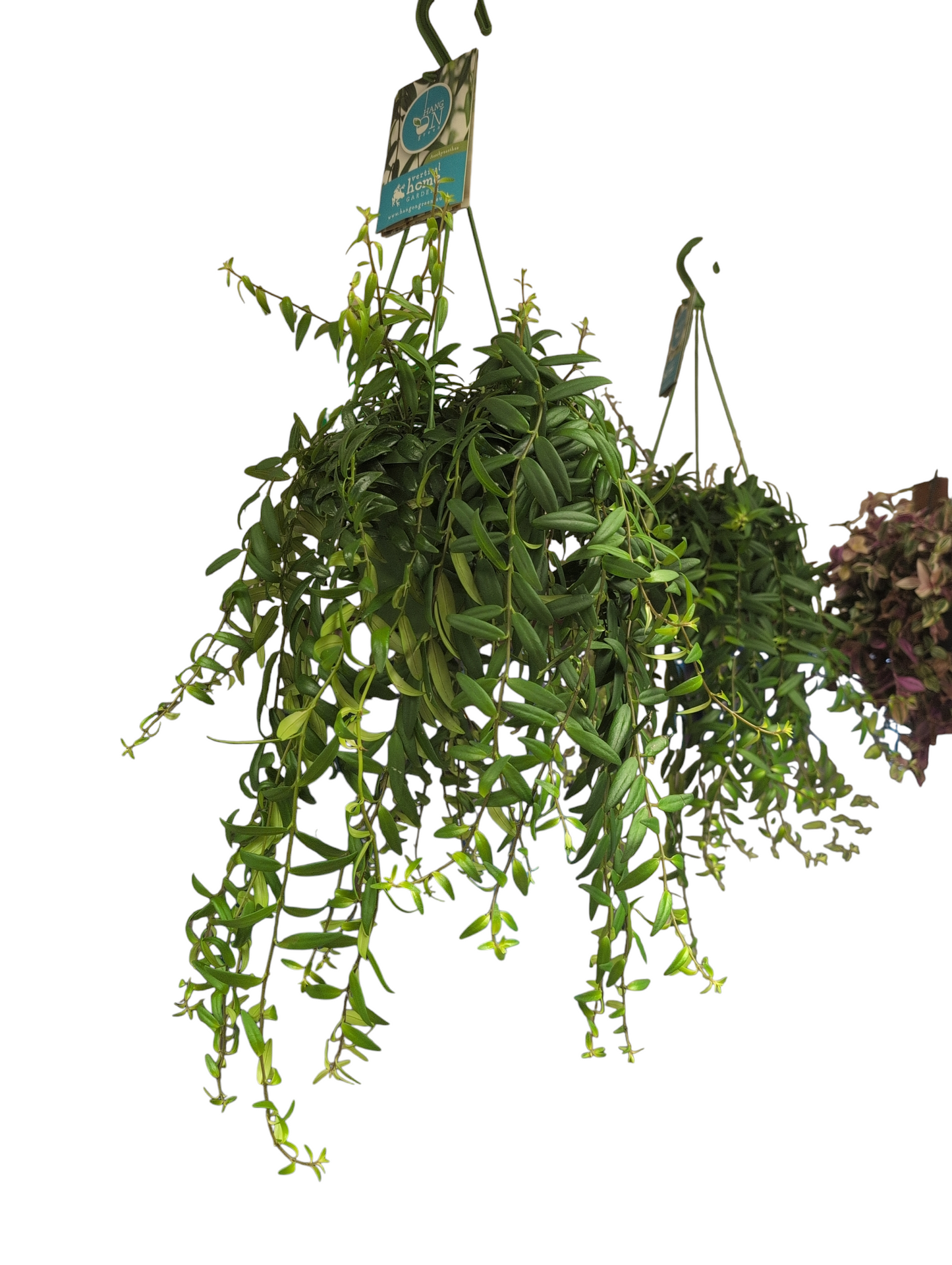 Lipstick Plant Hanging- Aeschyanthus jaohrolepsis