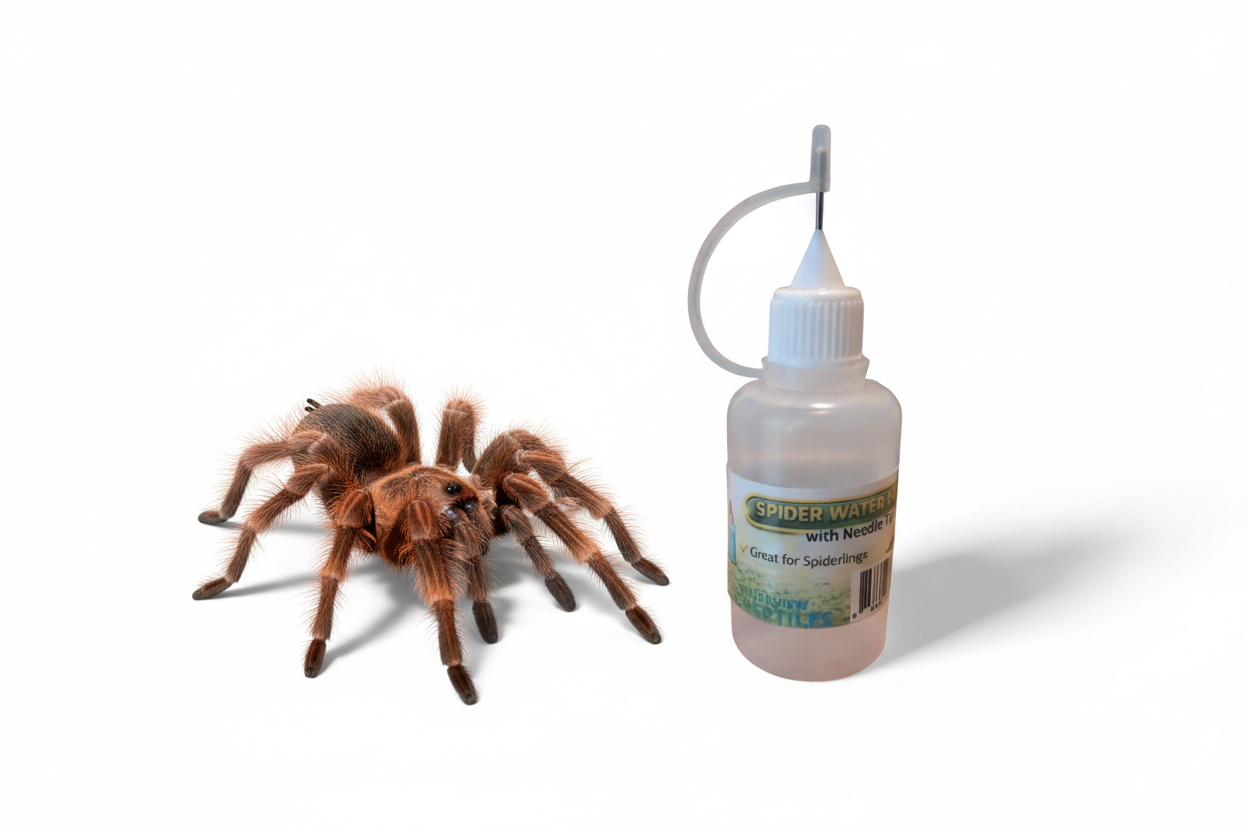 Riverview Reptiles Spider Water Bottle