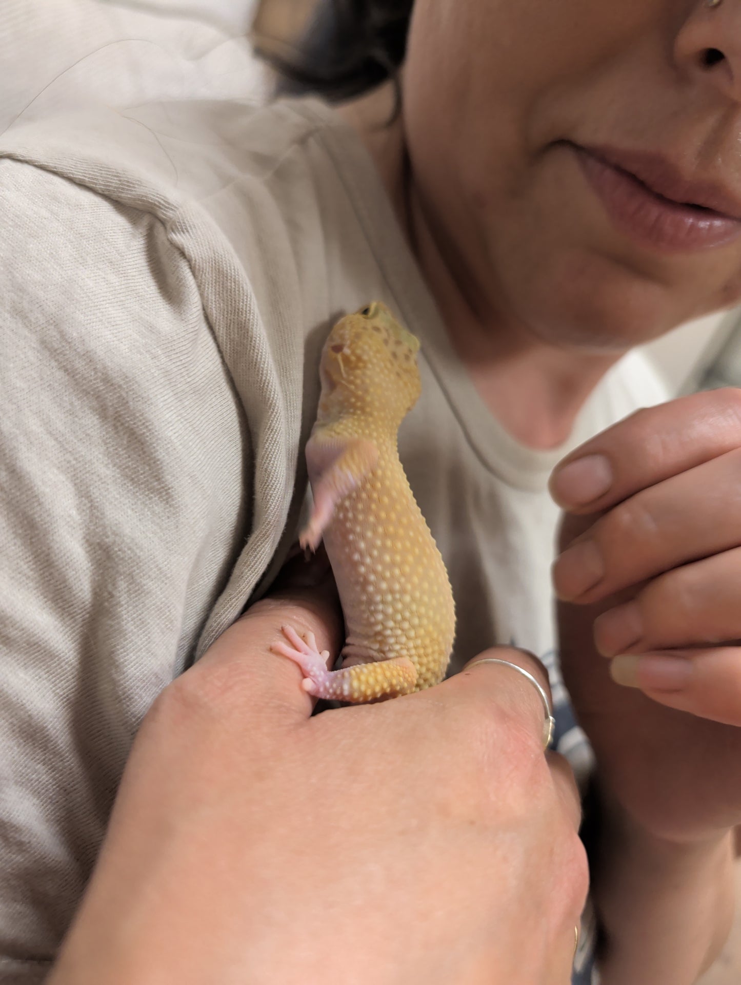 Leopard gecko & Kit (Rachel Mitchell)