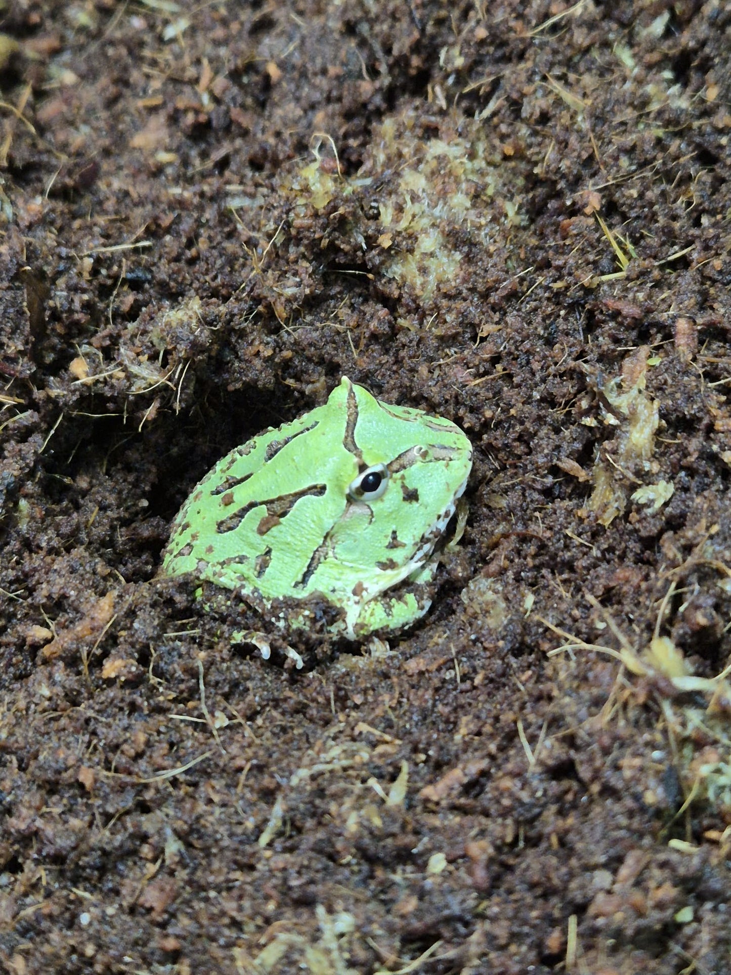 CB Fantasy Horned Frog- Ceratophrys cranwelli x ornata
