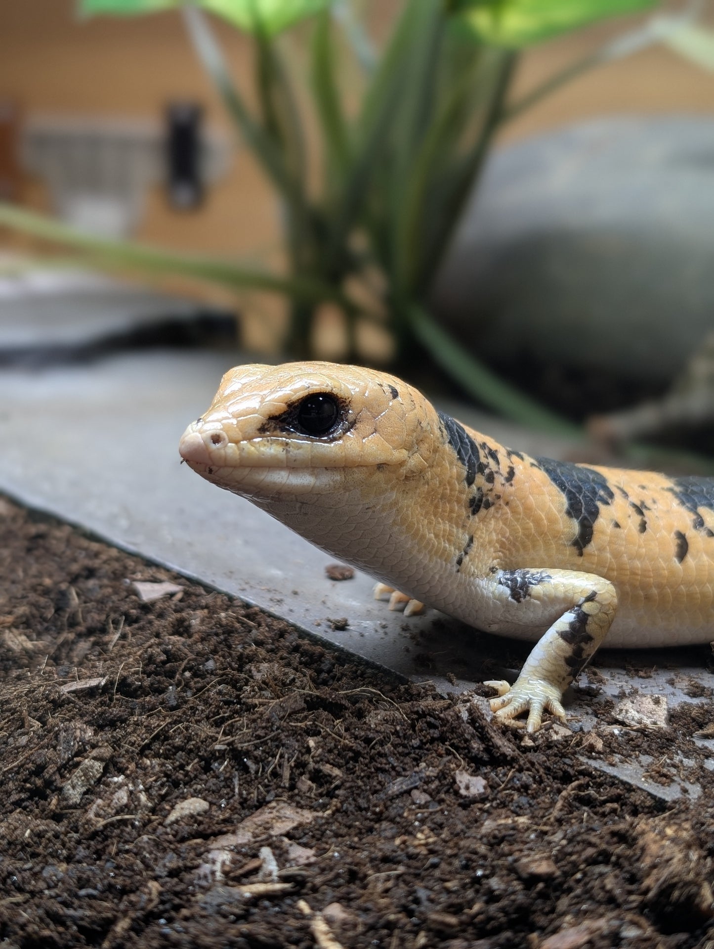 Peters Banded Skinks- Scincopus fasciatus