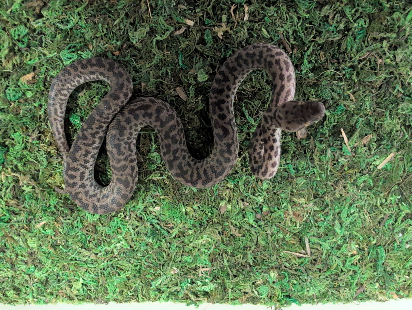 Spotted Python (Antaresia maculosa) het granite Female