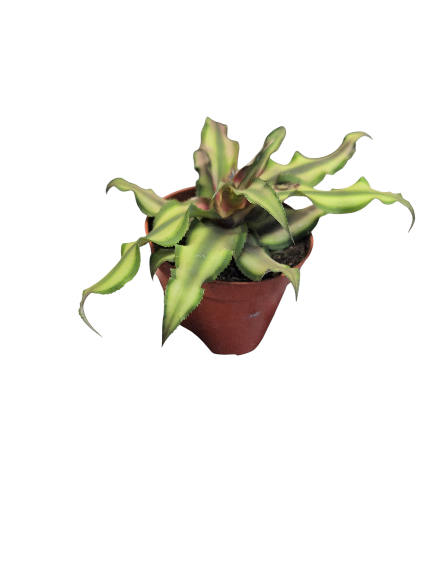 Earth Star Plant- Cryptanthus bivittatus