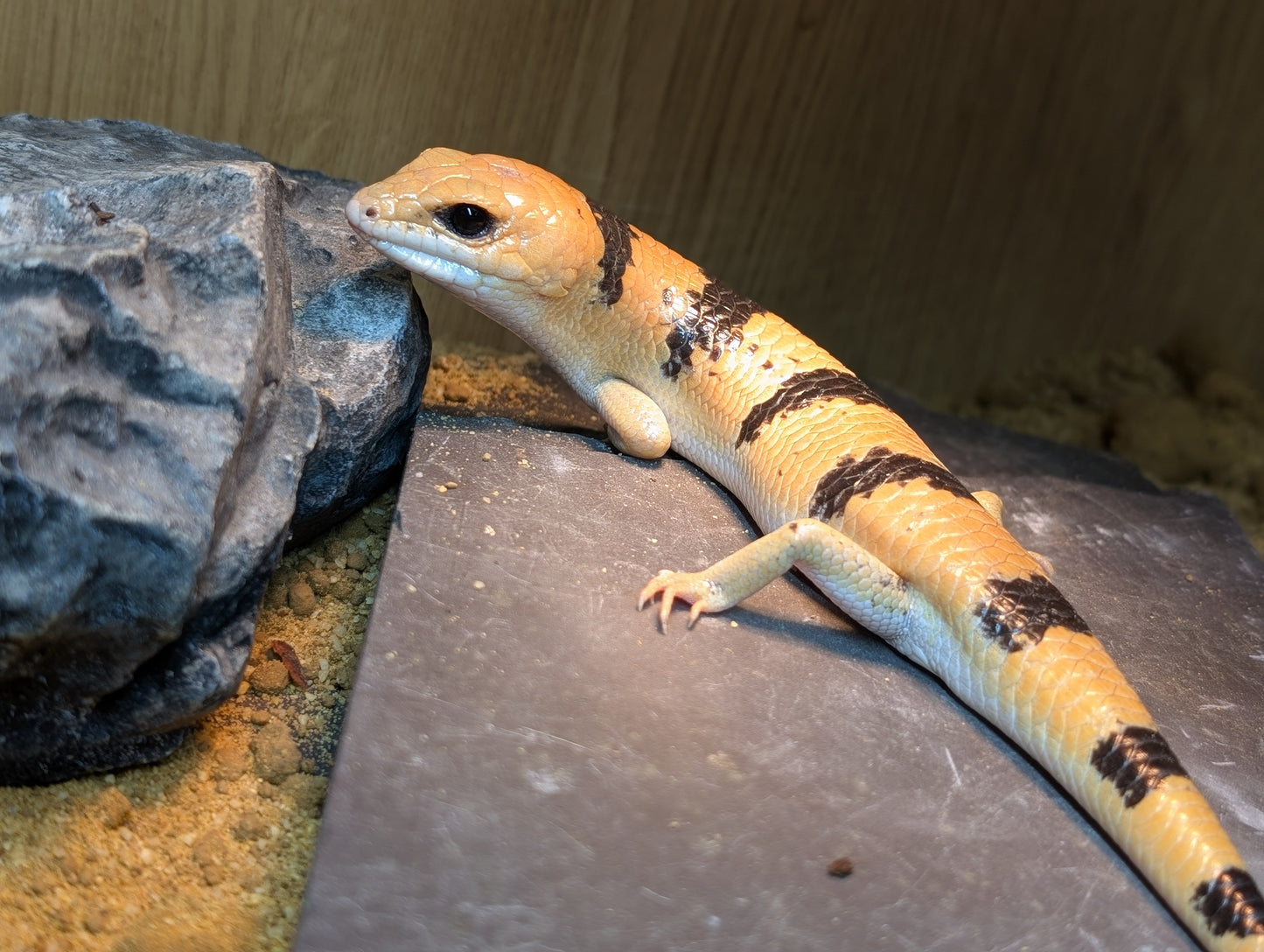 Peters Banded Skinks- Scincopus fasciatus