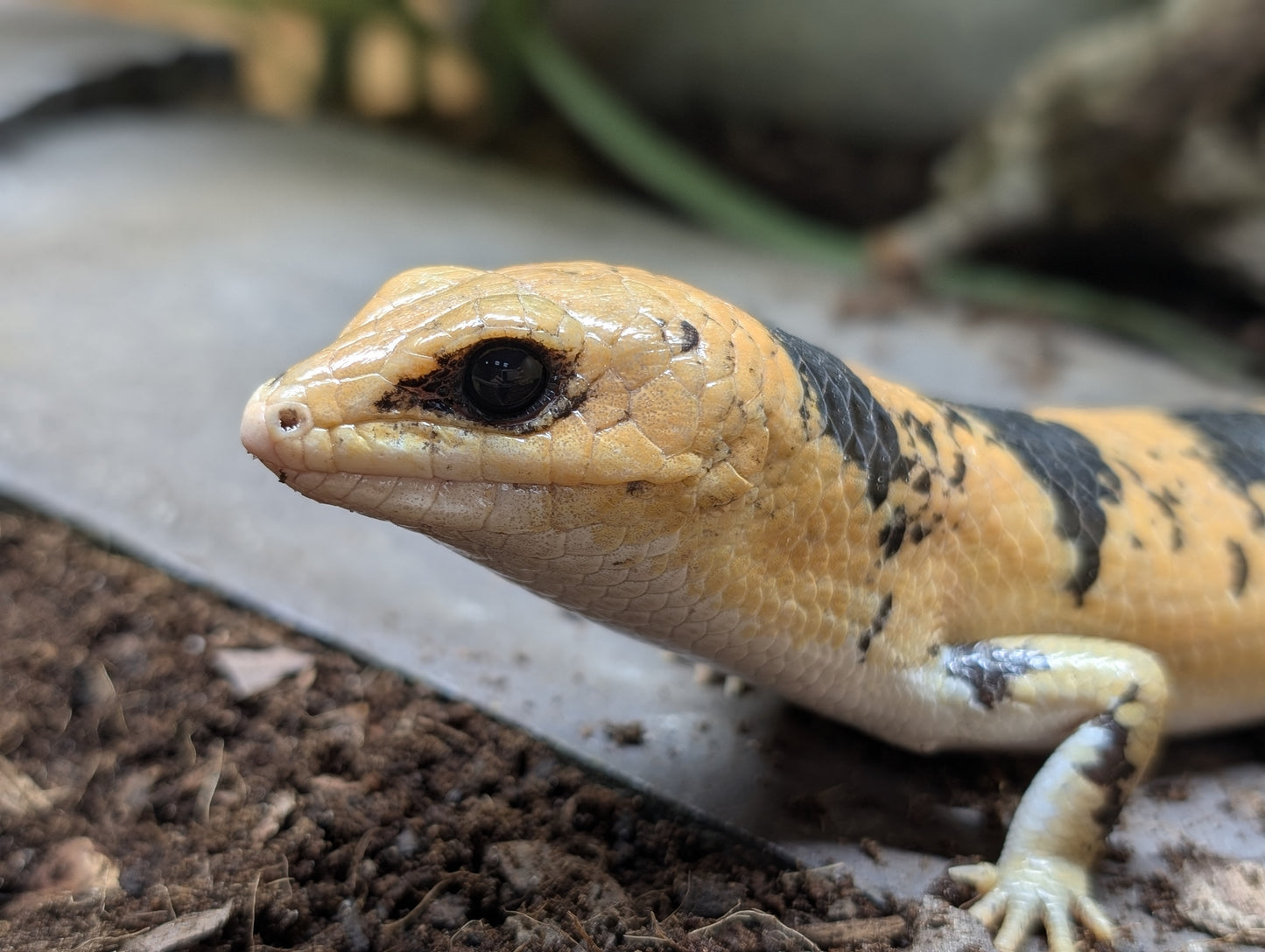 Peters Banded Skinks- Scincopus fasciatus