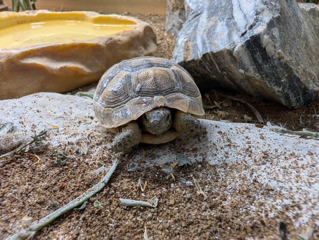 Ibera Spur Thighed Tortoise- Testudo graeca ibera