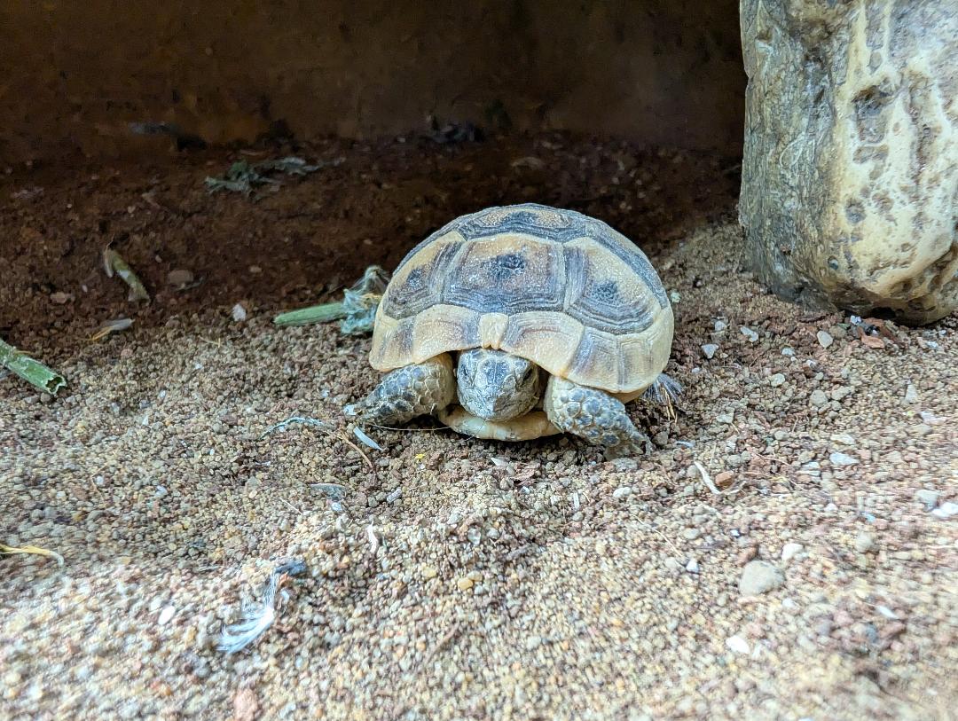 Ibera Spur Thighed Tortoise- Testudo graeca ibera